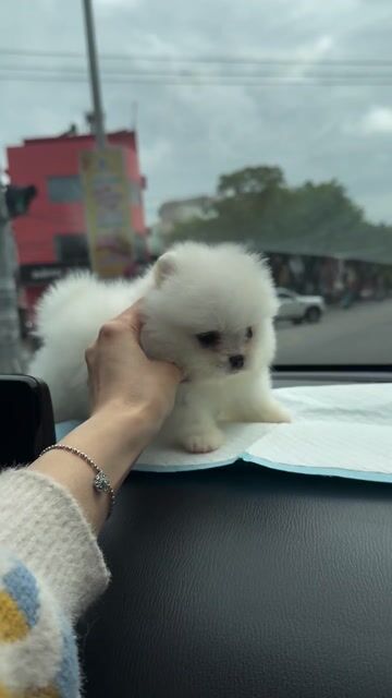 Pomeranian ( Phóc sóc ) thuần chuẩn Đà Nẵng. Mua bán Chó tại Quận Thanh Khê Đà Nẵng được đăng bởi Thy Thy hình 1