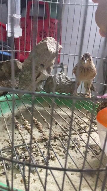 Chim Sơn ca non hót hay. Mua bán Chim tại Thành phố Thủ Dầu Một Bình Dương được đăng bởi nguyễn thanh trúc hình 1