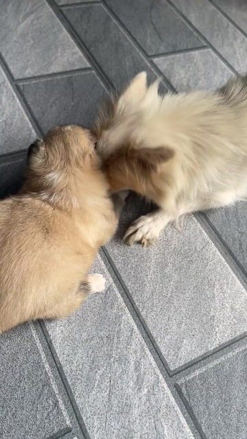 Chó Nâu Trắng. Mua bán Chó tại Huyện Ninh Giang Hải Dương được đăng bởi Nguyễn thị hương hình 1