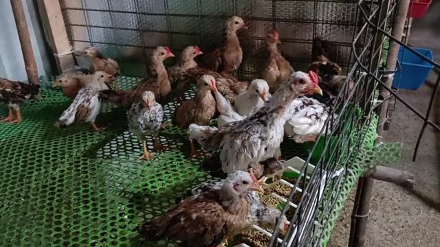 Gà tre Bắc Fom Mini. Mua bán Gà tại Thành phố Thuận An Bình Dương được đăng bởi Thai Nguyen hình 1