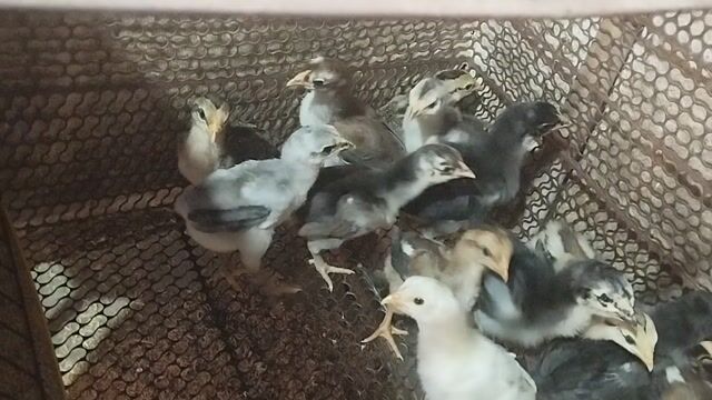 Gà nòi lai 2-3 tuần tuổi. Mua bán Gà tại Huyện Củ Chi Tp Hồ Chí Minh được đăng bởi Ba Gà Con hình 1