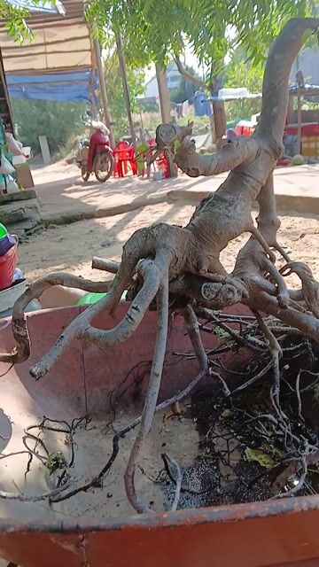 Cây Sanh Bonsai. Mua bán Cây cảnh, đồ trang trí tại Thành phố Thủ Đức Tp Hồ Chí Minh được đăng bởi Lê Tú hình 1