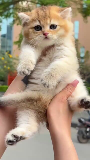 Mèo Golden dưới 3 tháng đã tiêm. Mua bán Mèo tại Quận Hoàng Mai Hà Nội được đăng bởi lin lin hình 1