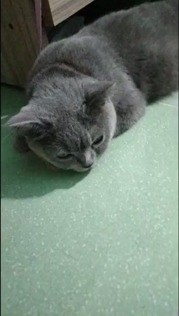 Mèo Anh lông ngắn Xám trên 1 tuổi. Mua bán Mèo tại Thành phố Thủ Dầu Một Bình Dương được đăng bởi Huang hình 1