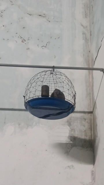 cu malay. Mua bán Chim tại Huyện Buôn Đôn Đắk Lắk được đăng bởi Gỗ hình 1