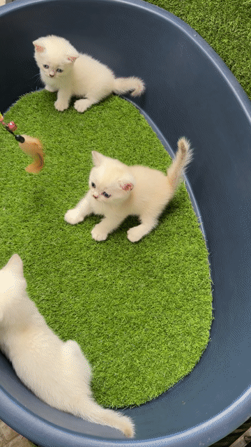 HCM - Mèo Anh lông ngắn Munchkin Golden point. Mua bán Mèo tại Quận Gò Vấp Tp Hồ Chí Minh được đăng bởi Giang Nguyễn hình 1