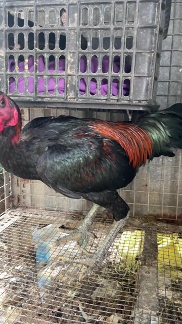 Gà trống trên 3kg gà mái đang đẻ 3 trứng. Mua bán Gà tại Huyện Cần Giờ Tp Hồ Chí Minh được đăng bởi Nam Anh hình 1