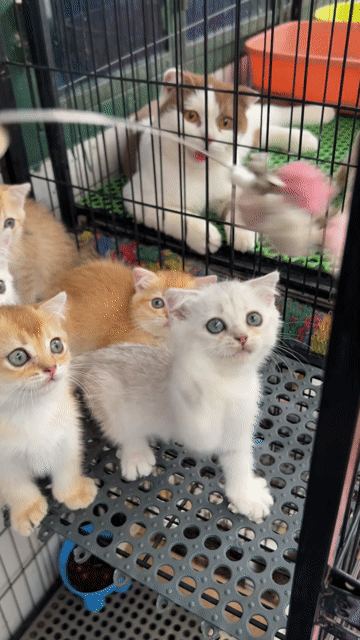 Ngoan xinh iuuuu tìm nhà mới iu thương. Mua bán Mèo tại Quận 11 Tp Hồ Chí Minh được đăng bởi Ngọc Ngọc Meow hình 1