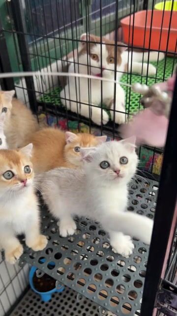Ngoan xinh iuuuu tìm nhà mới iu thương. Mua bán Mèo tại Quận 11 Tp Hồ Chí Minh được đăng bởi Ngọc Ngọc Meow hình 1