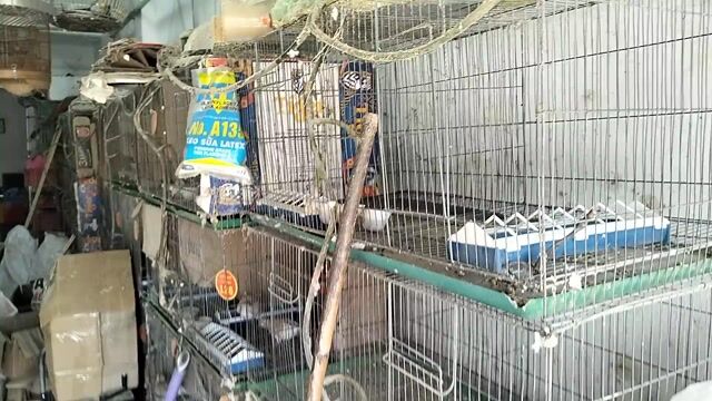 thanh lí 41 lồng sắt + 1 thùng chứa chim giá 4tr. Mua bán Phụ kiện, Thức ăn, Dịch vụ tại Huyện Củ Chi Tp Hồ Chí Minh được đăng bởi chim cảnh Hiếu BiO hình 1