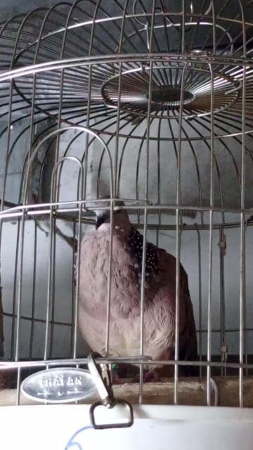 Chim Cu gáy Thổ rền. Mua bán Chim tại Thành phố Thủ Đức Tp Hồ Chí Minh được đăng bởi Chim Bổi Sài Gòn Zalo hình 1