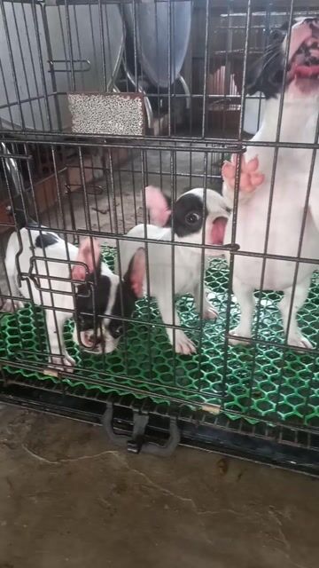 Chó Pug Pháp. Mua bán Chó tại Huyện Ba Tri Bến Tre được đăng bởi Phan Bảo Toàn hình 1