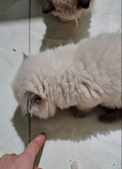 Mèo Ragdoll . Mua bán Mèo tại Huyện Thanh Trì Hà Nội được đăng bởi Nhà Của Voi hình 1