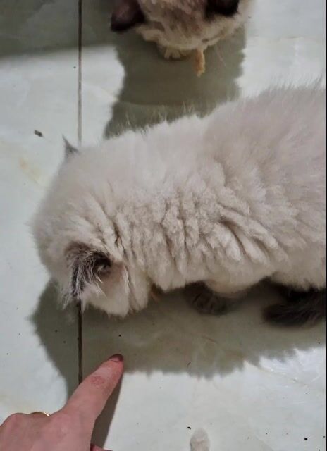 Mèo Ragdoll . Mua bán Mèo tại Huyện Thanh Trì Hà Nội được đăng bởi Nhà Của Voi hình 1