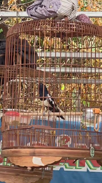 Chòe than 2 mùa siêng hót. Mua bán Chim tại Quận Gò Vấp Tp Hồ Chí Minh được đăng bởi Tưởng Họa Mi  hình 1