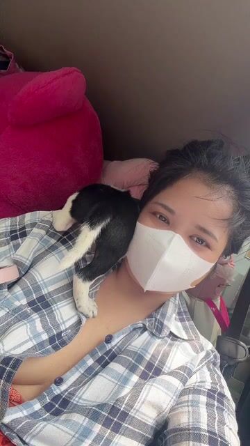 nhật lai gấu siêu lùn. Mua bán Chó tại Huyện Bình Chánh Tp Hồ Chí Minh được đăng bởi Duong tu linh hình 1