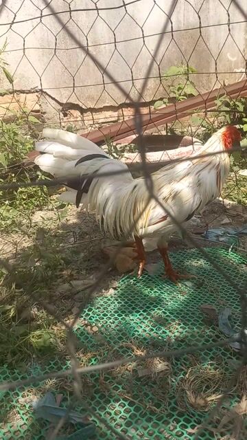 Gà chọi Trắng Đực 1.68kg. Mua bán Gà tại Quận Cái Răng Cần Thơ được đăng bởi gà ơi là gà hình 1