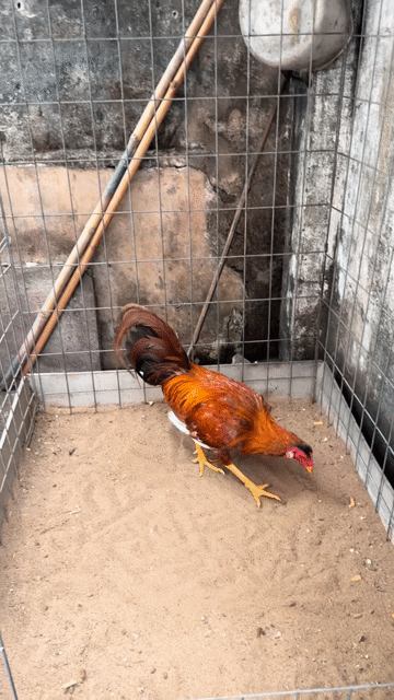 Gà chọi Nâu đỏ 1.8kg. Mua bán Gà tại Quận 8 Tp Hồ Chí Minh được đăng bởi Tấn Sang hình 1