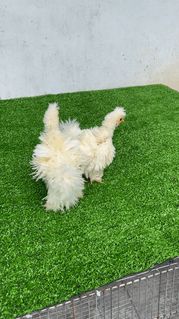 Gà kiểng Penkin xù trắng , Hậu Giang. Mua bán Gà tại Huyện Phụng Hiệp Hậu Giang được đăng bởi Lê Văn Hoài hình 1