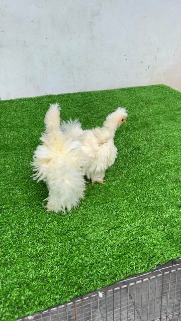 Gà kiểng Penkin xù trắng , Hậu Giang. Mua bán Gà tại Huyện Phụng Hiệp Hậu Giang được đăng bởi Lê Văn Hoài hình 1