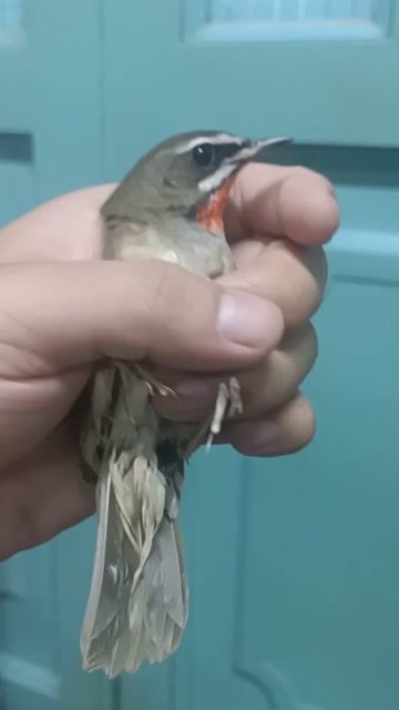 Chim Oanh cổ đỏ. Mua bán Chim tại Quận 5 Tp Hồ Chí Minh được đăng bởi chim cảnh  hình 1