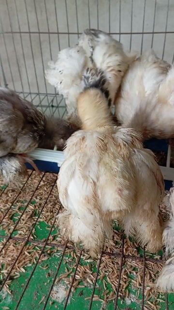 Gà Brahma 11 bé + tặng 1 penkin. Mua bán Gà tại Quận Gò Vấp Tp Hồ Chí Minh được đăng bởi Lê Thanh Dương  hình 1