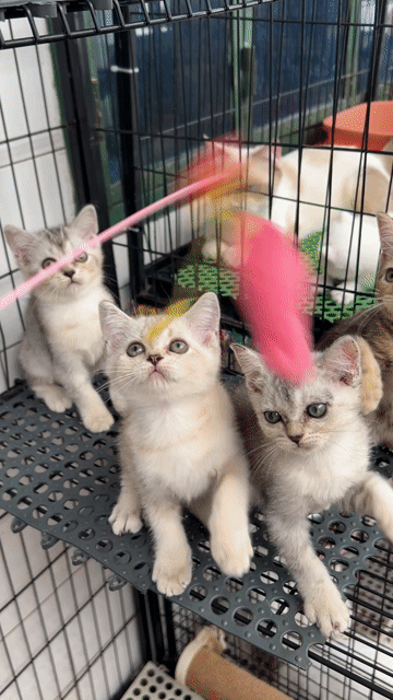 Mèo Anh lông ngắn nhiều màu tìm bame. Mua bán Mèo tại Quận 11 Tp Hồ Chí Minh được đăng bởi Ngọc Ngọc Meow hình 1