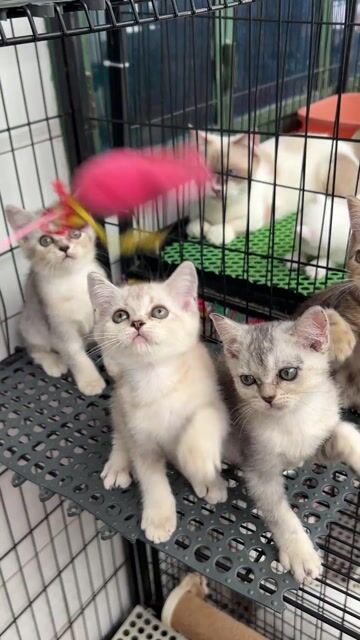 Mèo Anh lông ngắn nhiều màu tìm bame. Mua bán Mèo tại Quận 11 Tp Hồ Chí Minh được đăng bởi Ngọc Ngọc Meow hình 1