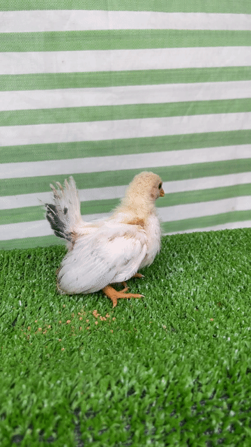 Gà Thái chuối tuyết trắng làm cảnh. Mua bán Gà tại Huyện Phụng Hiệp Hậu Giang được đăng bởi Văn Lê hình 1