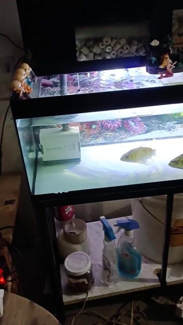 Bể cá cảnh kính mini trong suốt. Mua bán Phụ kiện, Thức ăn, Dịch vụ tại Thành phố Dĩ An Bình Dương được đăng bởi Nguyễn Văn Lê Hùng  hình 1
