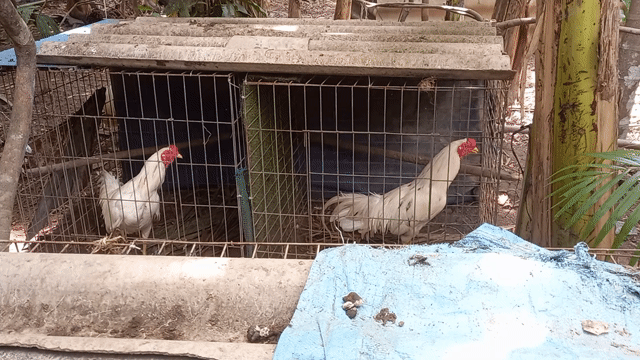 Gà bướm trống 2.7kg màu Trắng. Mua bán Gà tại Quận Cái Răng Cần Thơ được đăng bởi Hưng hình 1