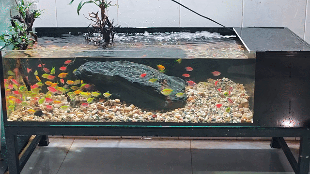 Hồ thủy sinh Kính 10ly 100x45x25cm. Mua bán Thú cưng khác tại Quận Gò Vấp Tp Hồ Chí Minh được đăng bởi Trần Văn hình 1