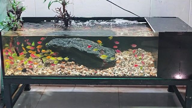 Hồ thủy sinh Kính 10ly 100x45x25cm. Mua bán Thú cưng khác tại Quận Gò Vấp Tp Hồ Chí Minh được đăng bởi Trần Văn hình 1