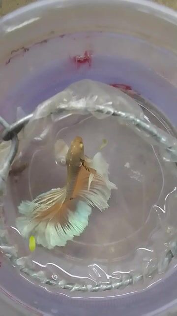 Cá cảnh Dumbo Nhiều màu. Mua bán Thú cưng khác tại Quận 12 Tp Hồ Chí Minh được đăng bởi Nam hình 1