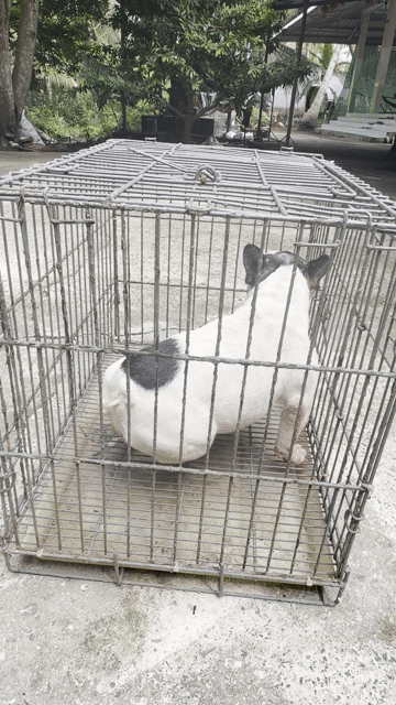 Chó French Bulldog cái 10 tháng. Mua bán Chó tại Huyện Trà Ôn Vĩnh Long được đăng bởi Thanh tùng  hình 1
