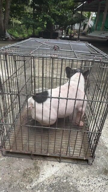 Chó French Bulldog cái 10 tháng. Mua bán Chó tại Huyện Trà Ôn Vĩnh Long được đăng bởi Thanh tùng  hình 1