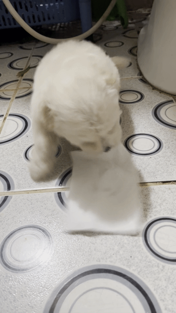Chó Poodle Santorini Trắng sữa 45 ngày. Mua bán Chó tại Quận Gò Vấp Tp Hồ Chí Minh được đăng bởi Út Ppch Natural hình 1