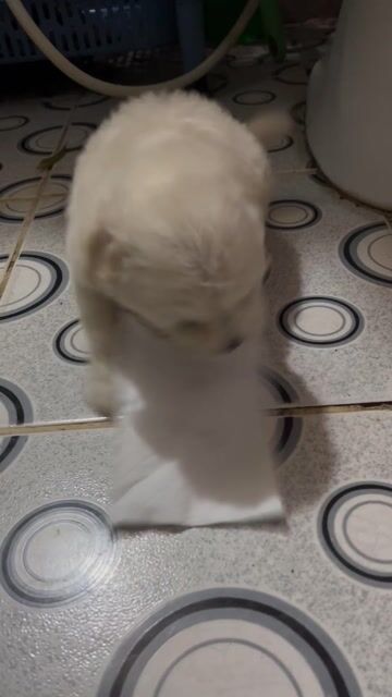 Chó Poodle Santorini Trắng sữa 45 ngày. Mua bán Chó tại Quận Gò Vấp Tp Hồ Chí Minh được đăng bởi Út Ppch Natural hình 1