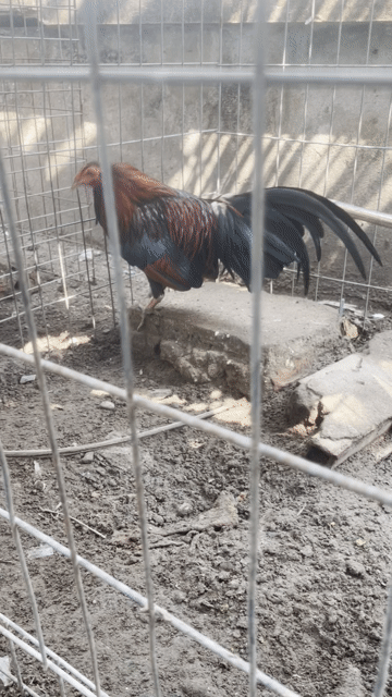 Gà trống Đỏ đen Khỏe mạnh. Mua bán Gà tại Huyện Phú Giáo Bình Dương được đăng bởi Doãn Trịnh Linh Tuấn hình 1