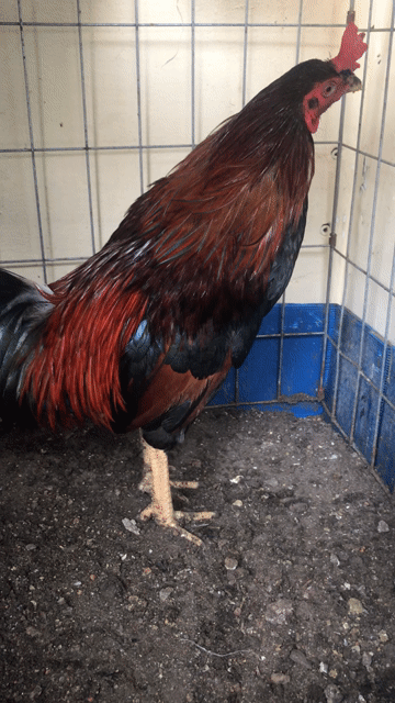 Gà điều đuôi lao mồng dâu đứng 1kg7 tay tốt. Mua bán Gà tại Quận 12 Tp Hồ Chí Minh được đăng bởi Quốc cường hình 1