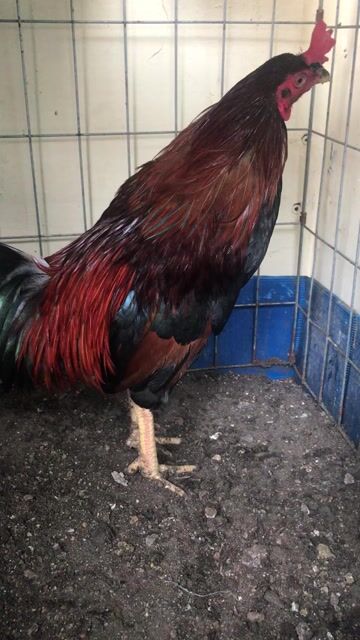 Gà điều đuôi lao mồng dâu đứng 1kg7 tay tốt. Mua bán Gà tại Quận 12 Tp Hồ Chí Minh được đăng bởi Quốc cường hình 1