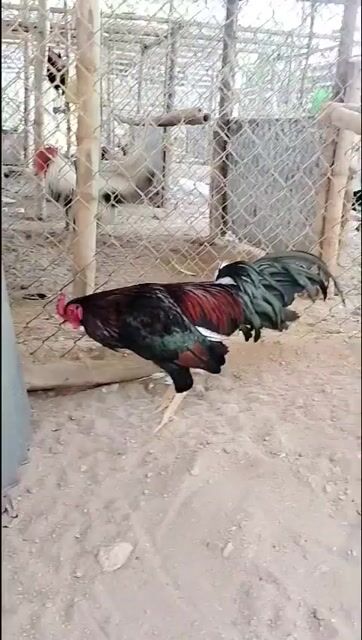 Gà Mỹ trống 8 tháng. Mua bán Gà tại Huyện Mỹ Xuyên Sóc Trăng được đăng bởi Châu Minh Nhựt  hình 1