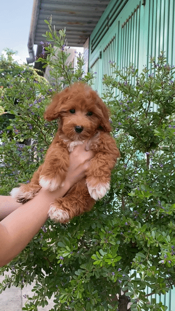 Chó Poodle Cái Nâu đỏ. Mua bán Chó tại Quận Bình Tân Tp Hồ Chí Minh được đăng bởi Trinh Luna hình 1