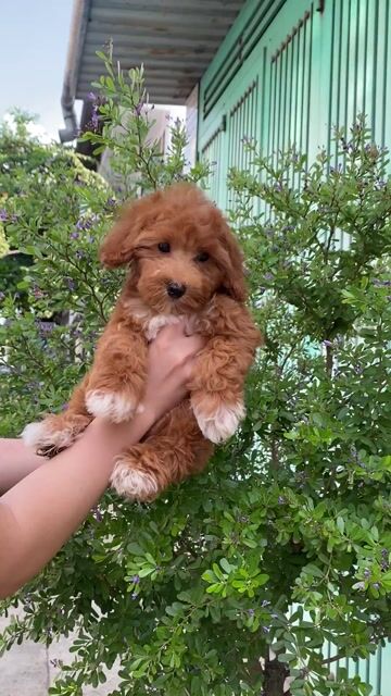 Chó Poodle Cái Nâu đỏ. Mua bán Chó tại Quận Bình Tân Tp Hồ Chí Minh được đăng bởi Trinh Luna hình 1