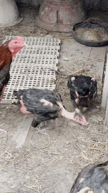 gà chọi gà đòn ,gà nòi lớn. Mua bán Gà tại Huyện Củ Chi Tp Hồ Chí Minh được đăng bởi trung nguyen hình 1