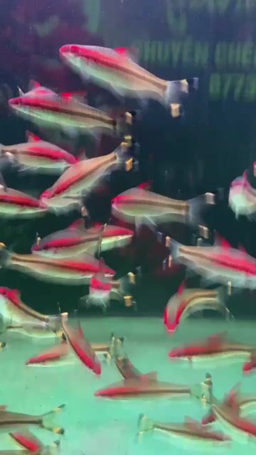 Cá cảnh Mi Ấn Độ 80/1. Mua bán Thú cưng khác tại Huyện Cờ Đỏ Cần Thơ được đăng bởi MeCaVang VN hình 1