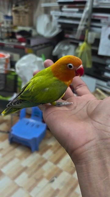 vẹt Lovebird. Mua bán Chim tại Quận 7 Tp Hồ Chí Minh được đăng bởi BÙI VĂN LUÂN hình 1