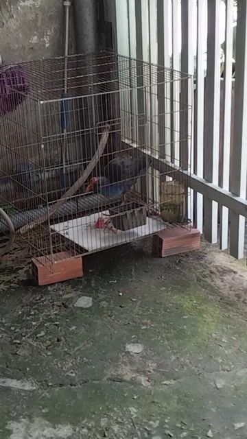 trích cồ trống. Mua bán Chim tại Huyện Cần Giuộc Long An được đăng bởi loc hình 1