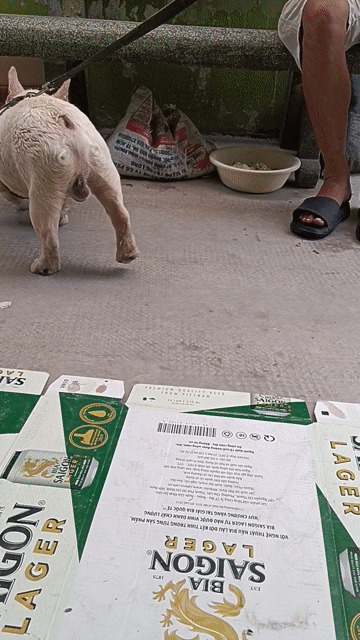 Chó Pull pháp trắng kem


. Mua bán Chó tại Quận Gò Vấp Tp Hồ Chí Minh được đăng bởi Duyên Nguyễn hình 1