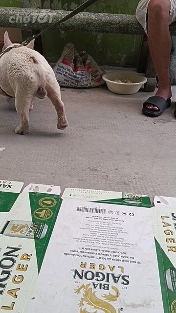 Chó Pull pháp trắng kem


. Mua bán Chó tại Quận Gò Vấp Tp Hồ Chí Minh được đăng bởi Duyên Nguyễn hình 1